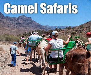 Camel Safaris